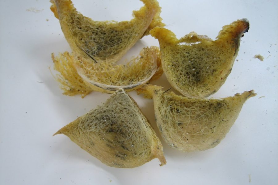 jual-sarang-walet-kuning-2